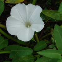 Ipomoea aquatica Forssk.
